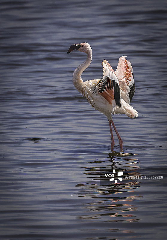 纳库鲁湖国家公园里摆姿势的火烈鸟图片素材