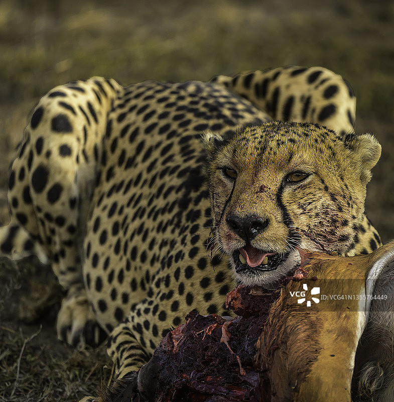 在非洲荒野享用午餐的猎豹图片素材