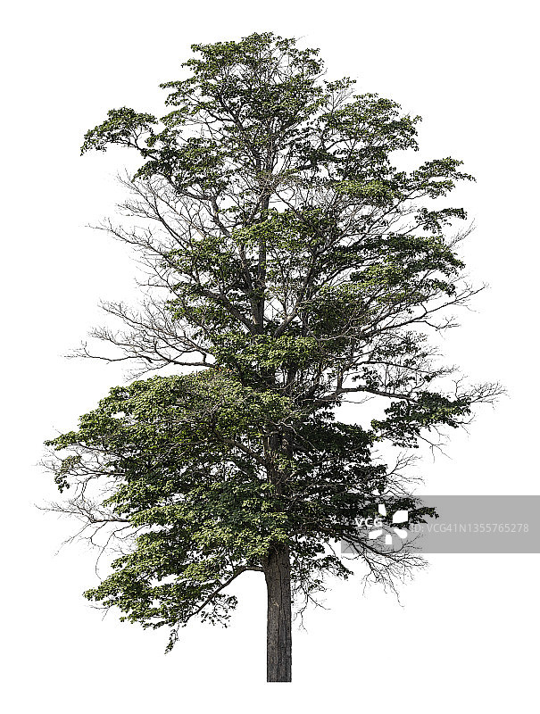 白色背景上隔离的绿色大树，带裁剪路径图片素材