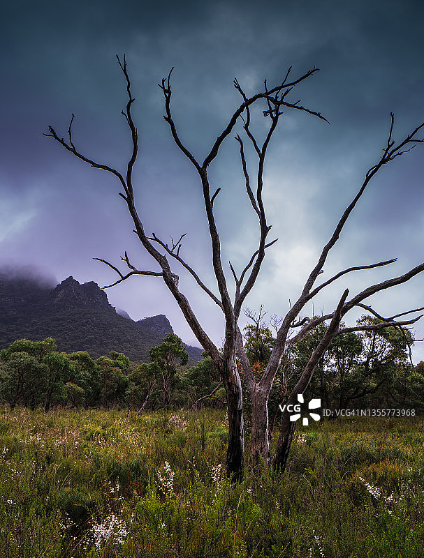 澳大利亚维多利亚州格兰屏国家公园图片素材
