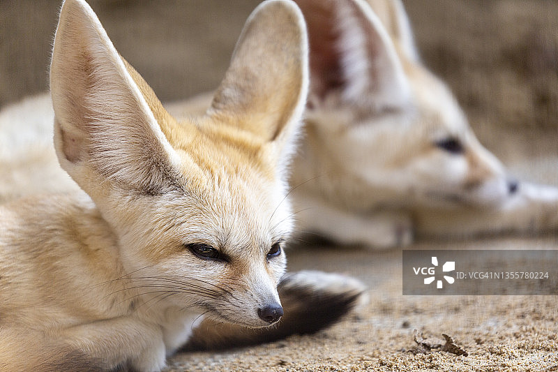 耳廓狐图片素材