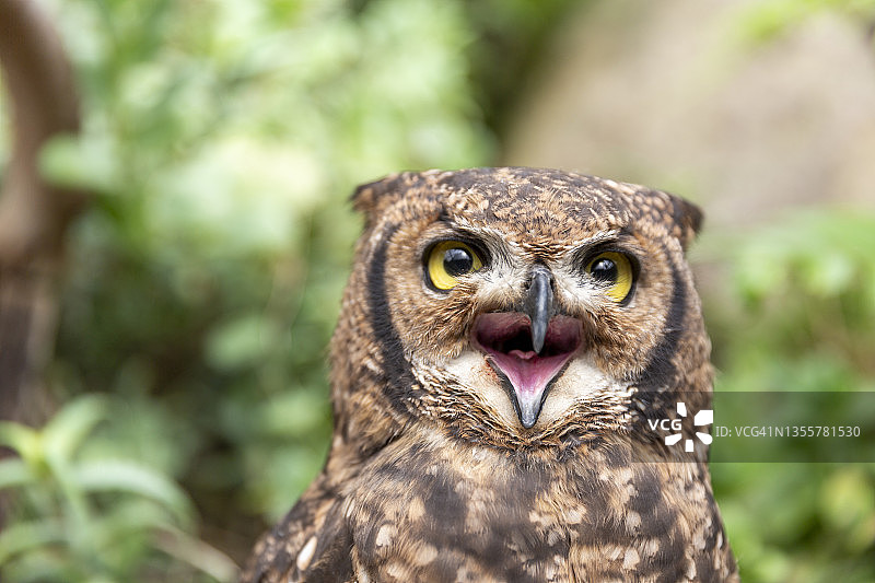 小角鸮图片素材