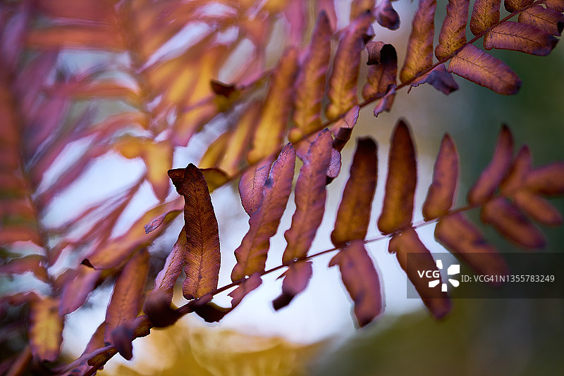蕨类植物图片素材