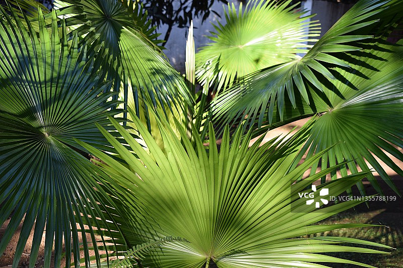 花园中簇生的中国棕榈植物，绿意盎然图片素材