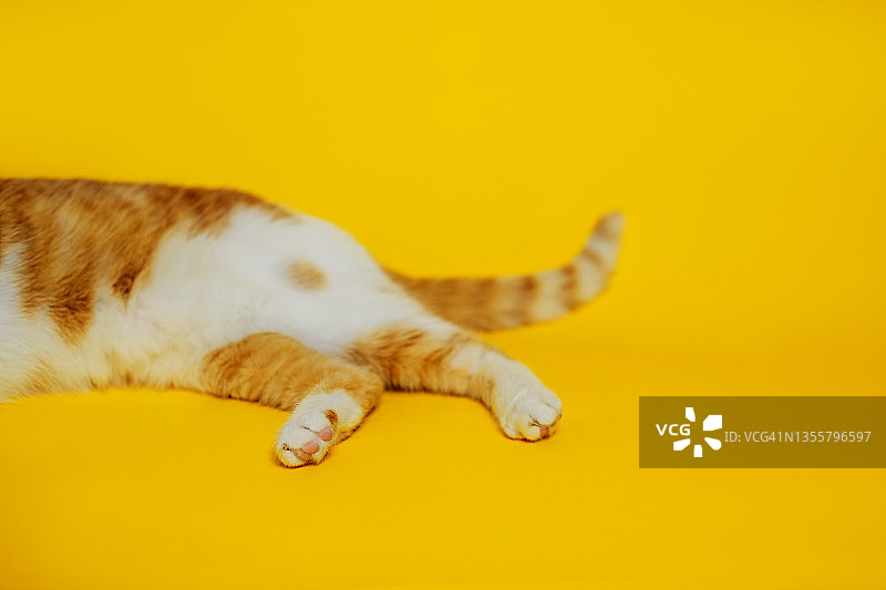 黄色背景下的虎斑猫图片素材