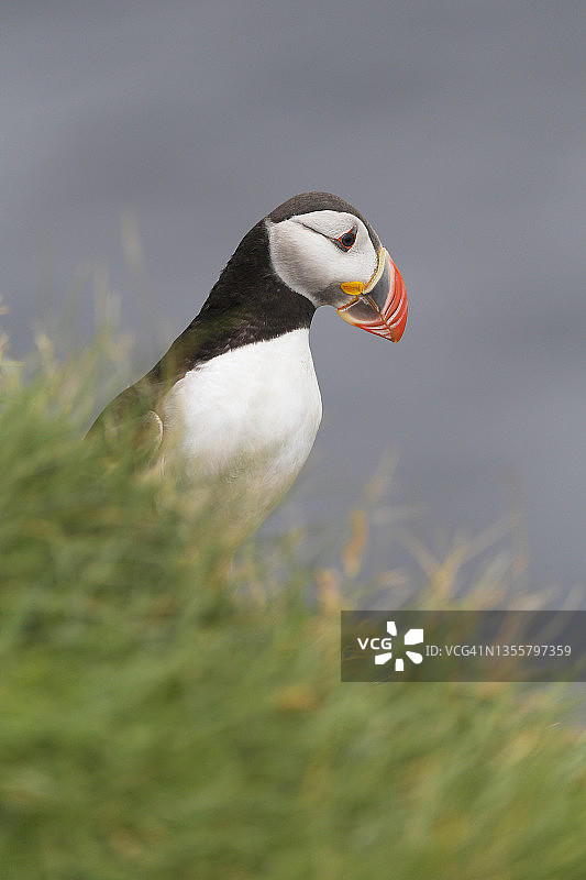 大西洋海鹦图片素材