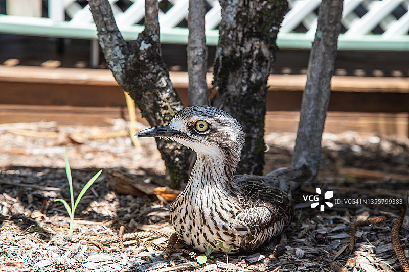石鹬灌木图片素材