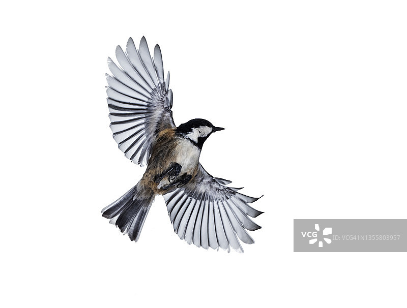 山雀展翅飞翔的特写图片素材