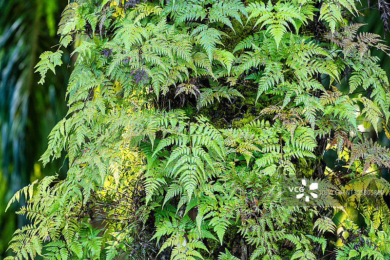 带有热带绿叶的垂直花园图片素材
