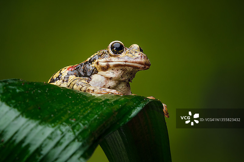 牛奶蛙图片素材