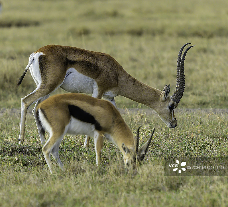 肯尼亚奥尔佩杰塔保护区内的格兰特瞪羚与汤姆森瞪羚图片素材