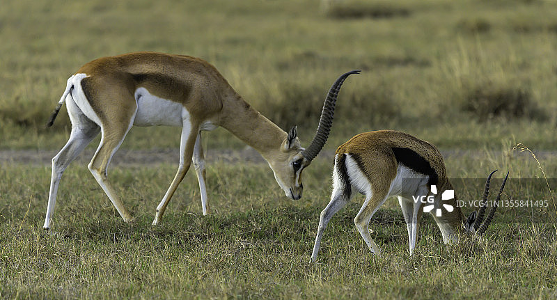 肯尼亚奥尔佩杰塔保护区内的格兰特瞪羚与汤姆森瞪羚图片素材