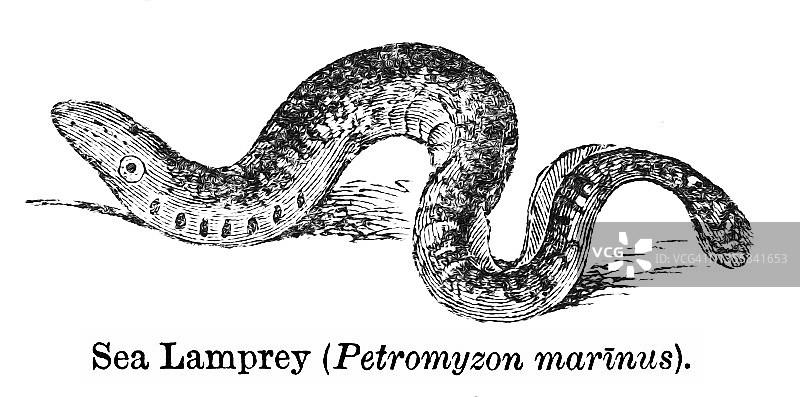 海七鳃鳗古老雕刻插图图片素材