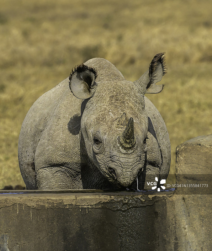 在奥尔佩杰塔保护区，一头小黑犀牛在人工水坑中饮水图片素材