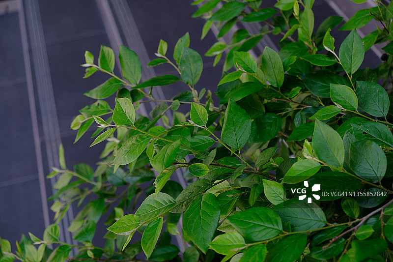 咖啡馆或餐厅外，楼梯上花盆里的花卉和植物图片素材