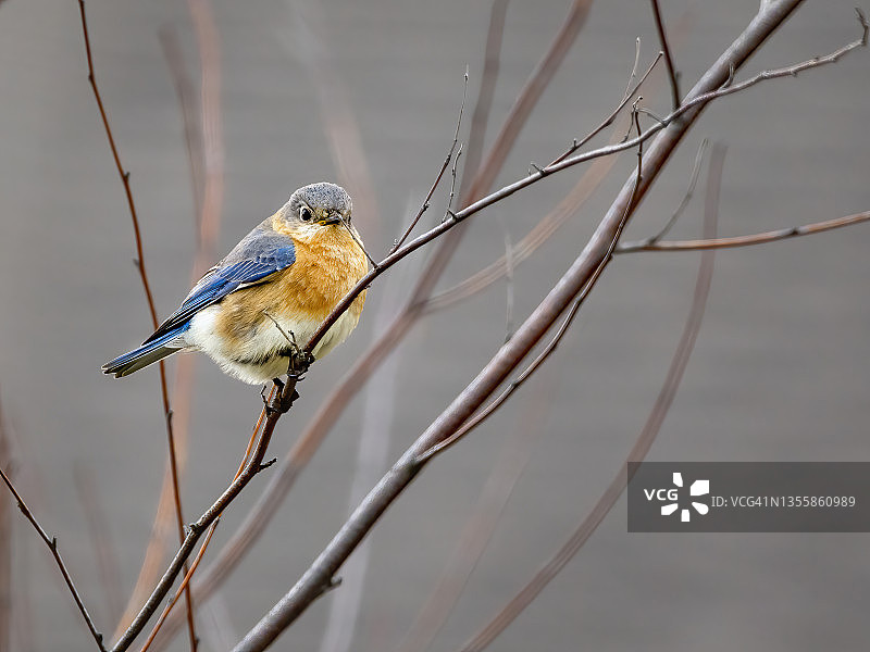 蓝知更鸟图片素材