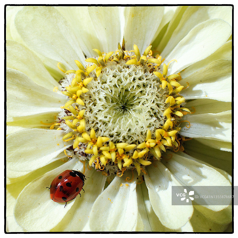 花瓣上的瓢虫图片素材