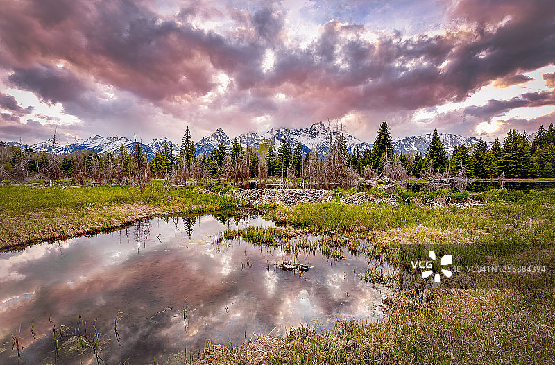 大提顿国家公园施瓦巴赫登陆点的海狸结构图片素材