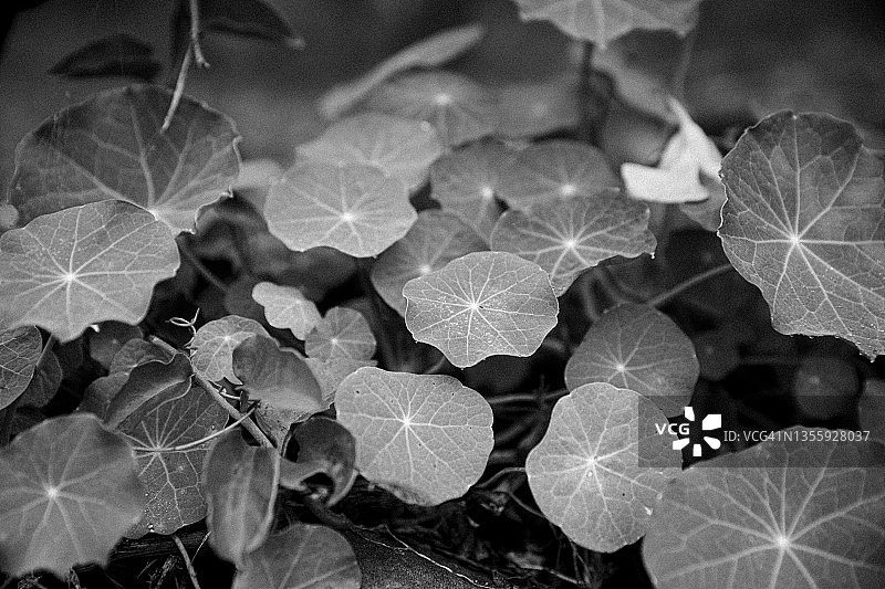 单色调的树叶图片素材