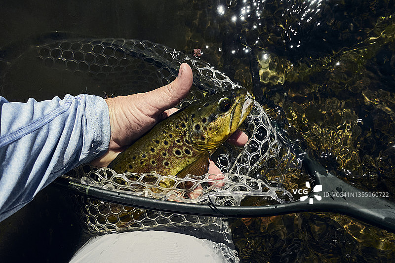 男子用渔网捕获鳟鱼图片素材