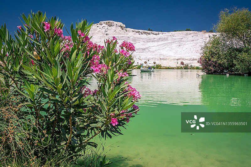 绿色湖水和石灰华池塘梯田全景的美丽湖景。前景是粉红色花朵的灌木丛图片素材