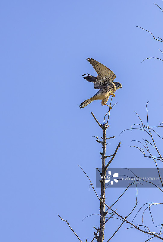 小猎隼展开翅膀落在树枝上图片素材