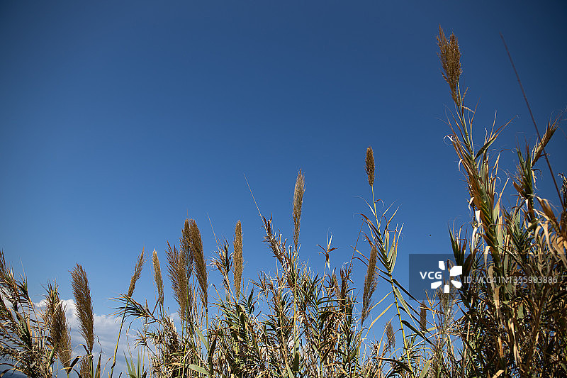 蓝天下的芦苇图片素材