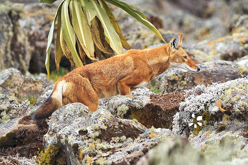 埃塞俄比亚狼图片素材