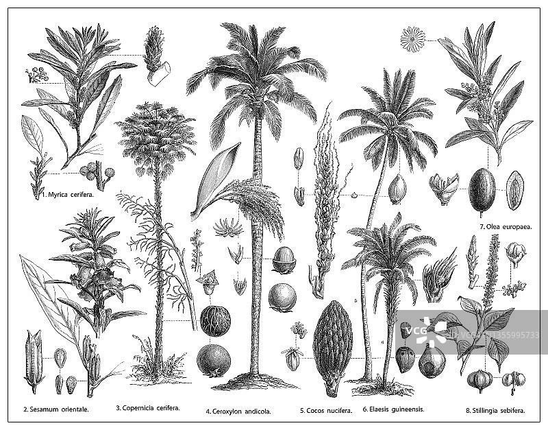 油料植物古版画插图图片素材