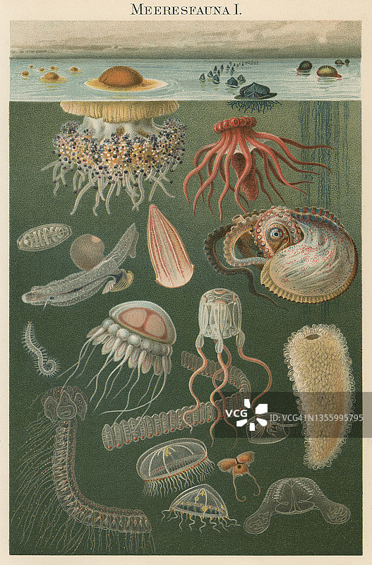 老式彩色石印插图：海洋生物图片素材