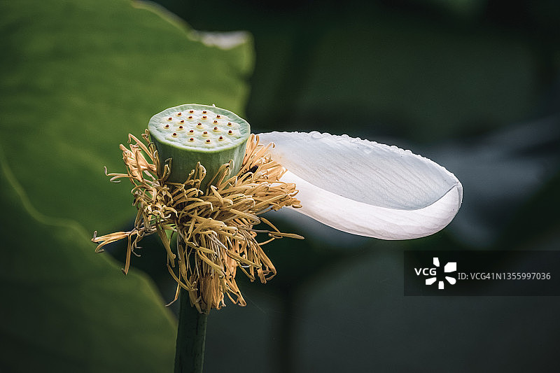 池塘中衬托荷花的绿叶图片素材