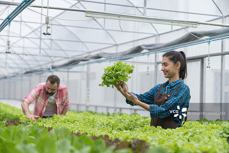 快乐的园艺工人在温室种植园工作图片素材