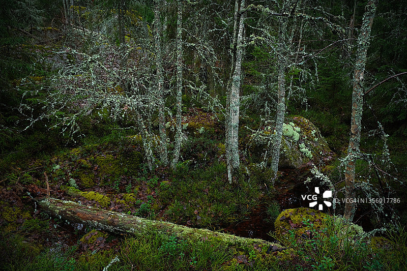 黄昏时分，有着巨石和倒下的树木的原始森林图片素材