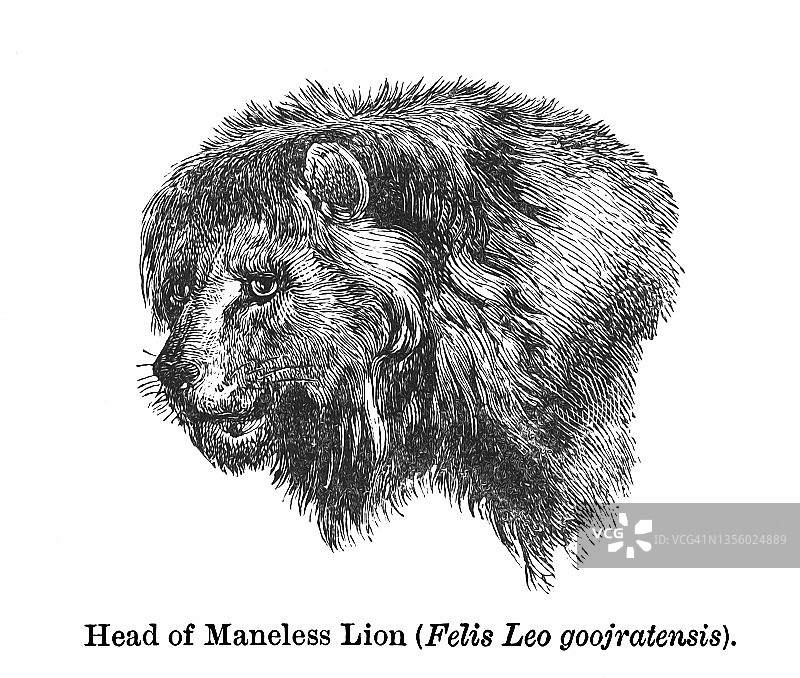 亚洲狮或曼尼利斯狮（Felis Leo goojratensis）头部的老雕刻插图图片素材