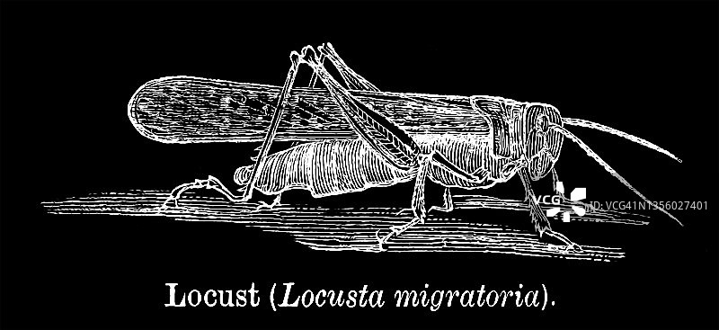 迁徙蝗虫的古老雕刻插图图片素材