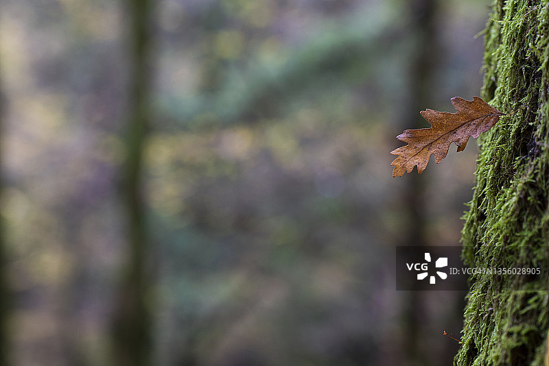 树干苔藓覆盖物上的一片橡树叶图片素材