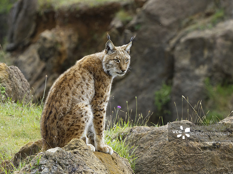 欧亚猞猁坐在岩石上观察四周图片素材