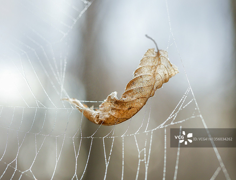 悬挂在蜘蛛网上的秋叶图片素材