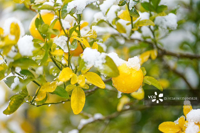 冬季的橙子图片素材