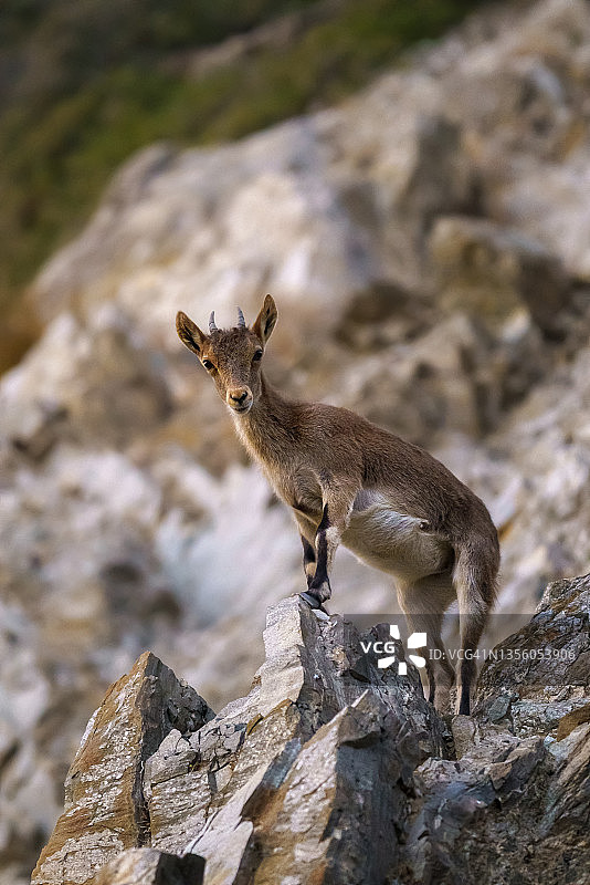雌性羱羊（西班牙羱羊）图片素材