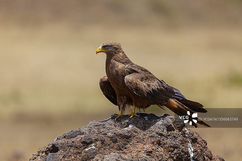 非洲鹰图片素材