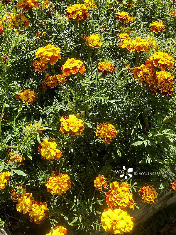 万寿菊花园花坛图片素材