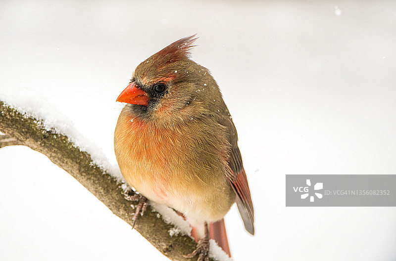 雪中北美红雀图片素材