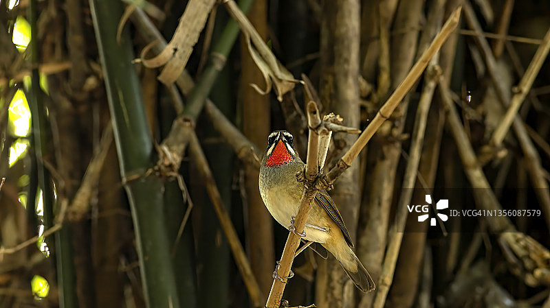 鸟类：红喉歌鸲，栖息姿态平静，颈部鲜红图片素材