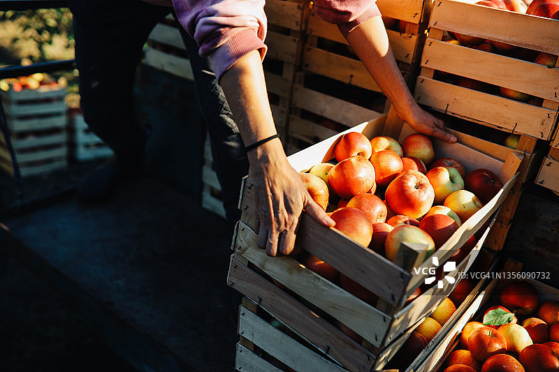 女人在有机苹果农场采摘苹果图片素材