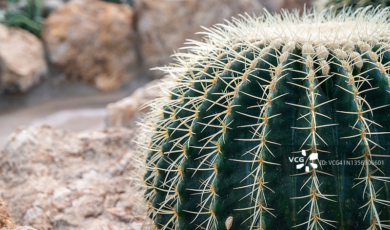 金琥仙人掌特写，周围生长着尖刺图片素材