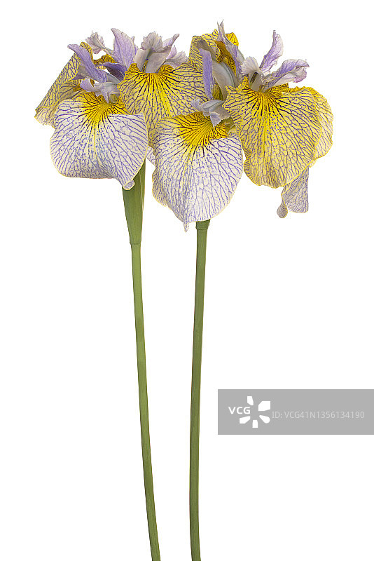 花孤立图片素材