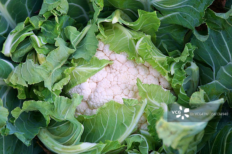 田野中的花椰菜图片素材