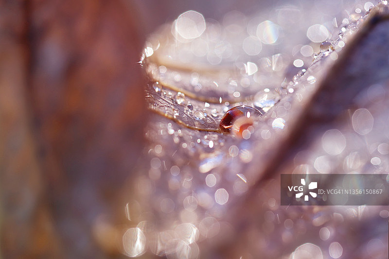 梦幻散景雨水滴的宁静图片素材