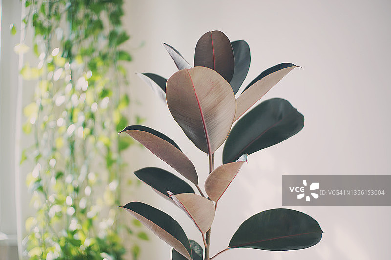 印度橡胶室内盆栽植物图片素材